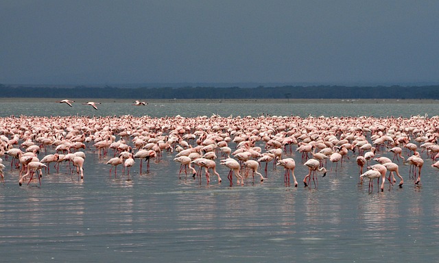 Lake Nakuru